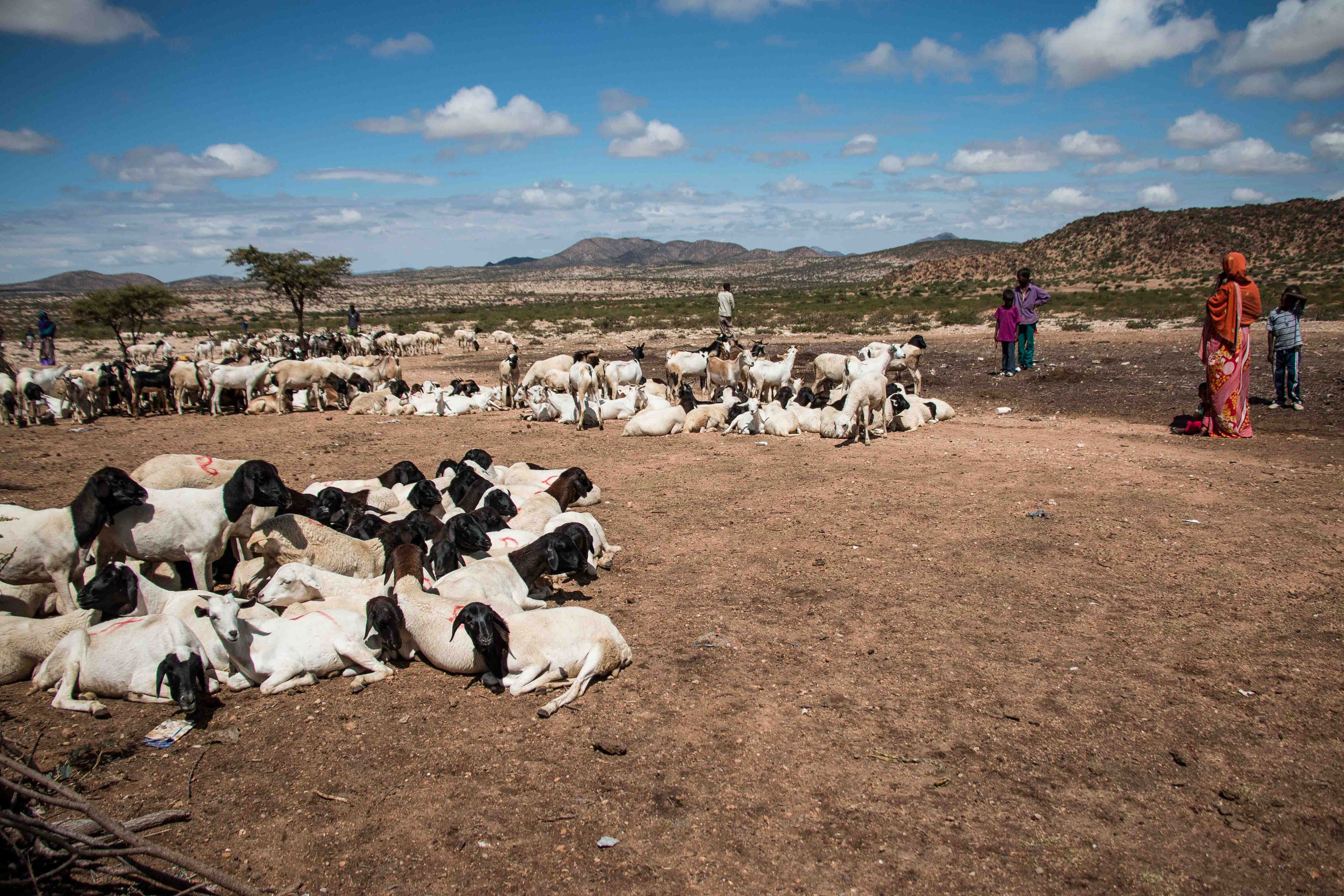 Please Do Not Use/ Somaliland