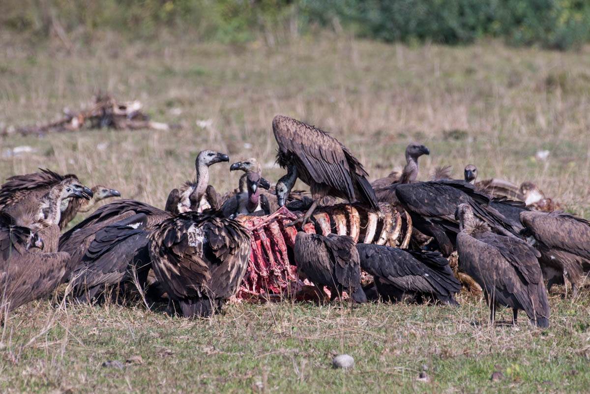 The vulture restaurant