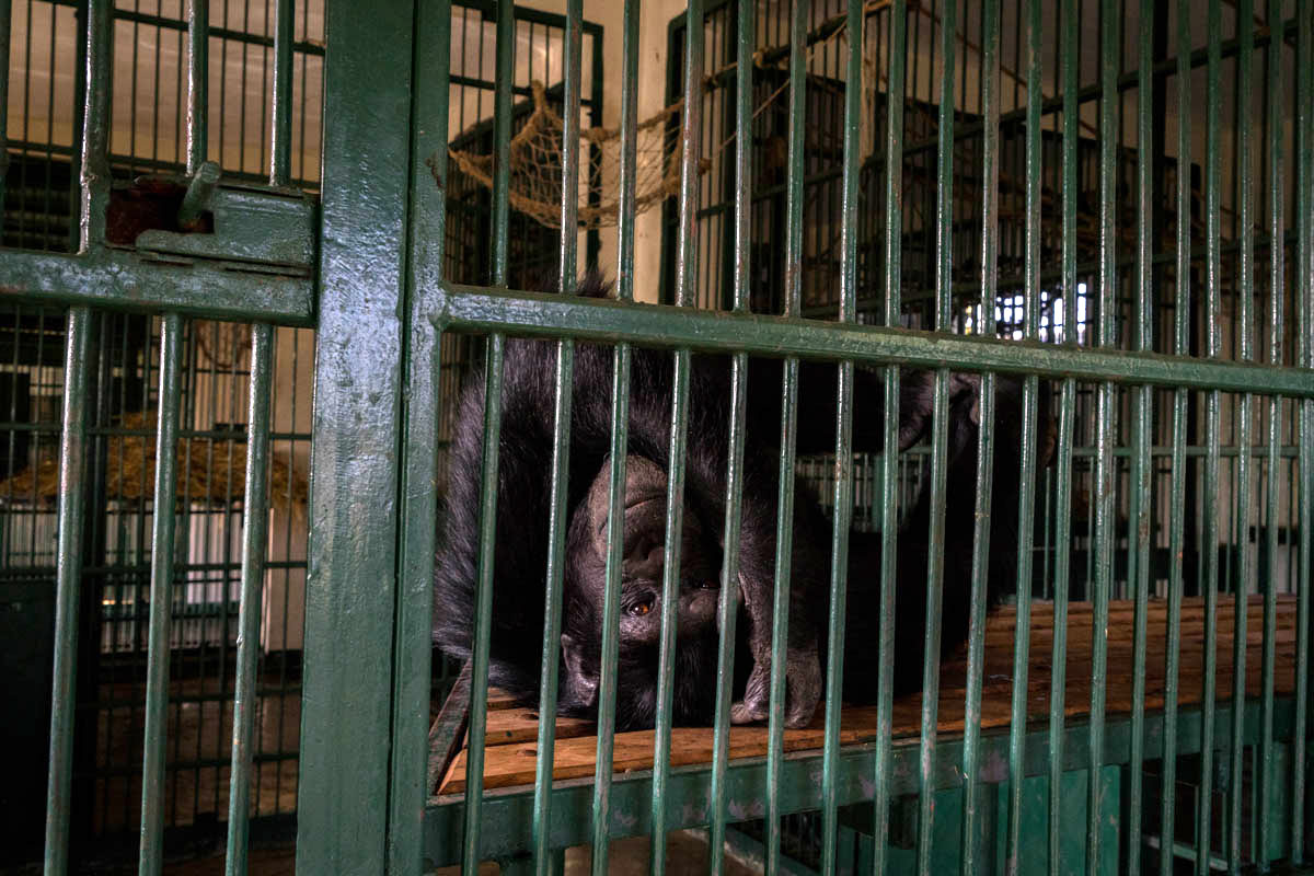 Chimpanzees Without Borders/Please Do Not Use