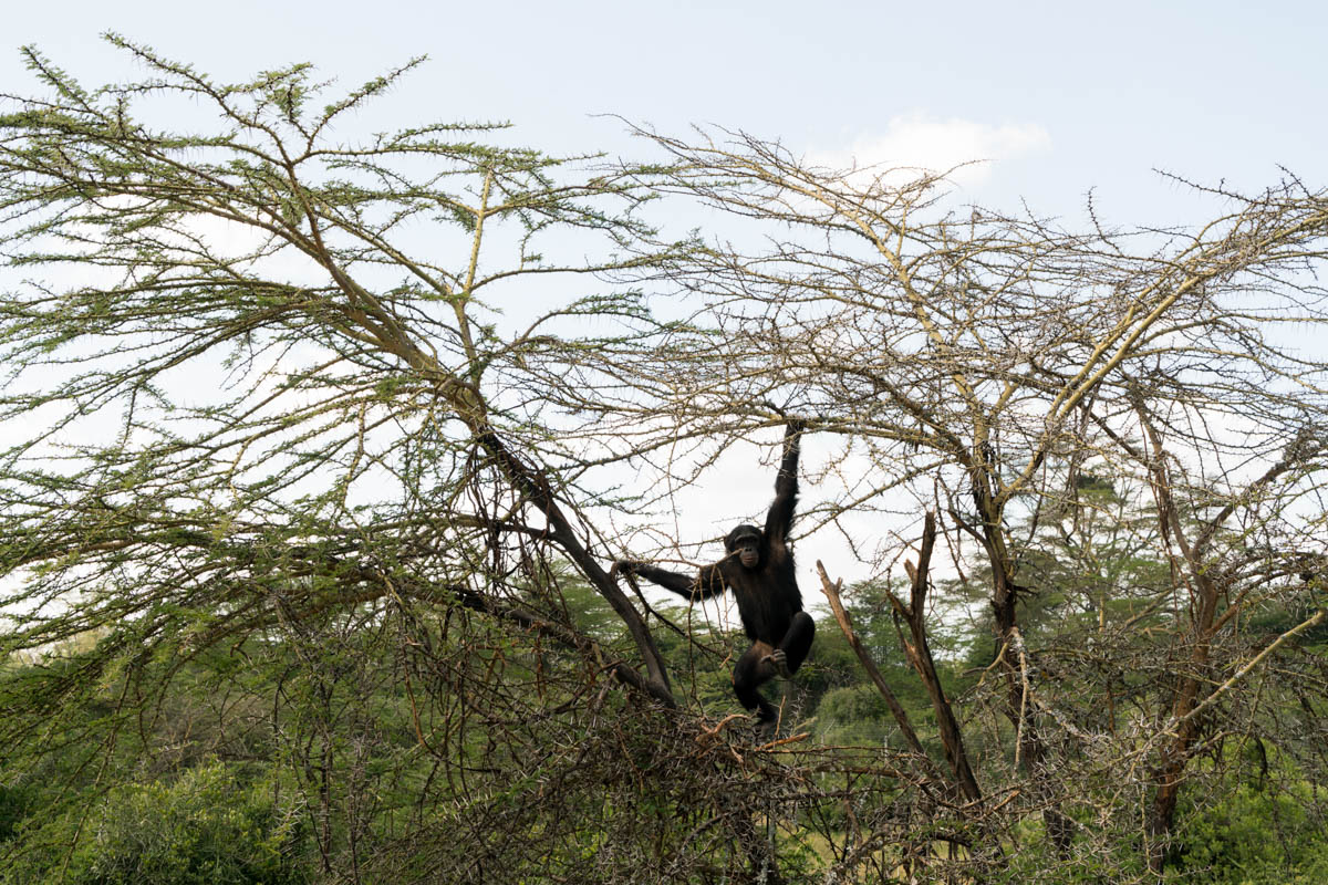 Chimpanzees Without Borders/Please Do Not Use