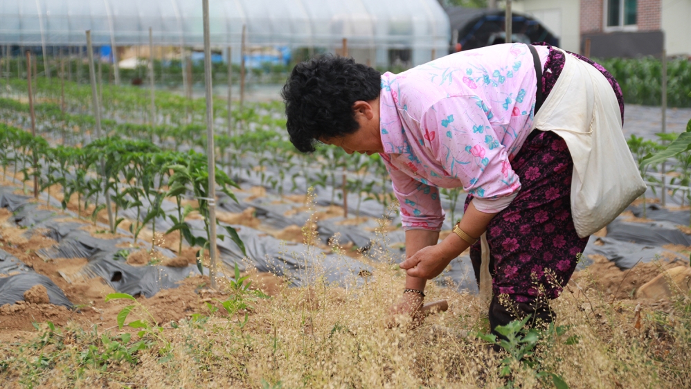 Park Go-ee spent all her life farming despite being illiterate; now she is attending school and can finally read how much people pay for her vegetables